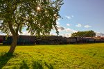 Steam Locomotives in the open area